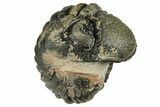 Wide, Enrolled Morocops Trilobite - Morocco #224261-3